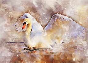 Swan Upping, i cigni della Regina